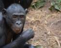 Les jeunes bonobos très stressés par l'arrivée de frères et sœurs, selon une étude