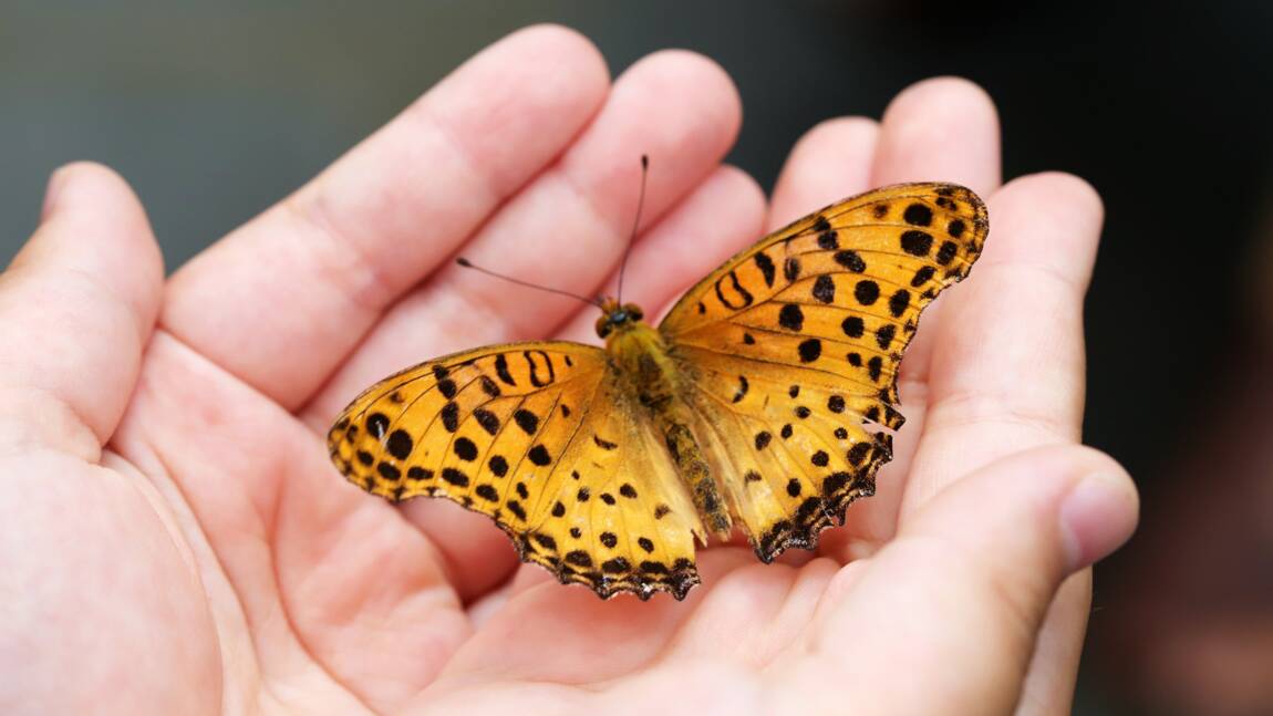 Plus de 1300 espèces de papillons protégés découvertes chez des particuliers