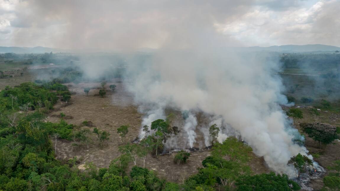 Amazonie : le "point de bascule", qui pourrait transformer la forêt en savane, approche plus vite que prévu