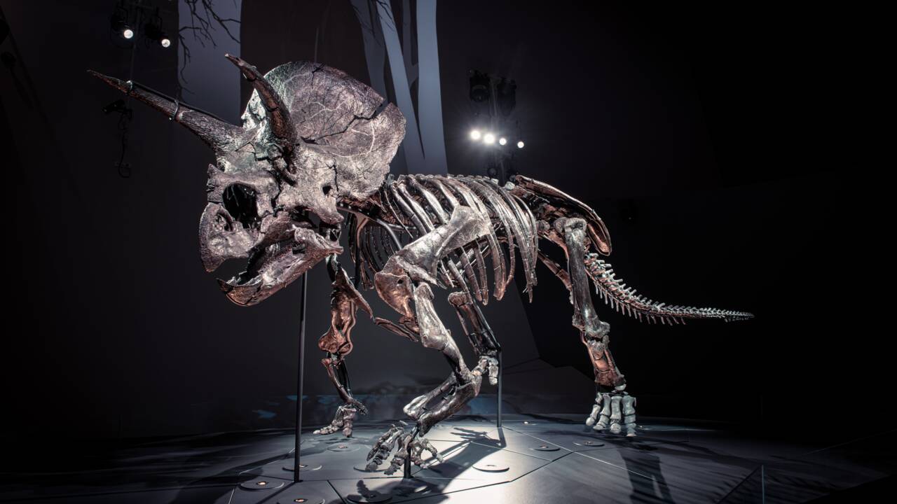 Horridus, le squelette de tricératops le plus complet au monde bientôt exposé en Australie
