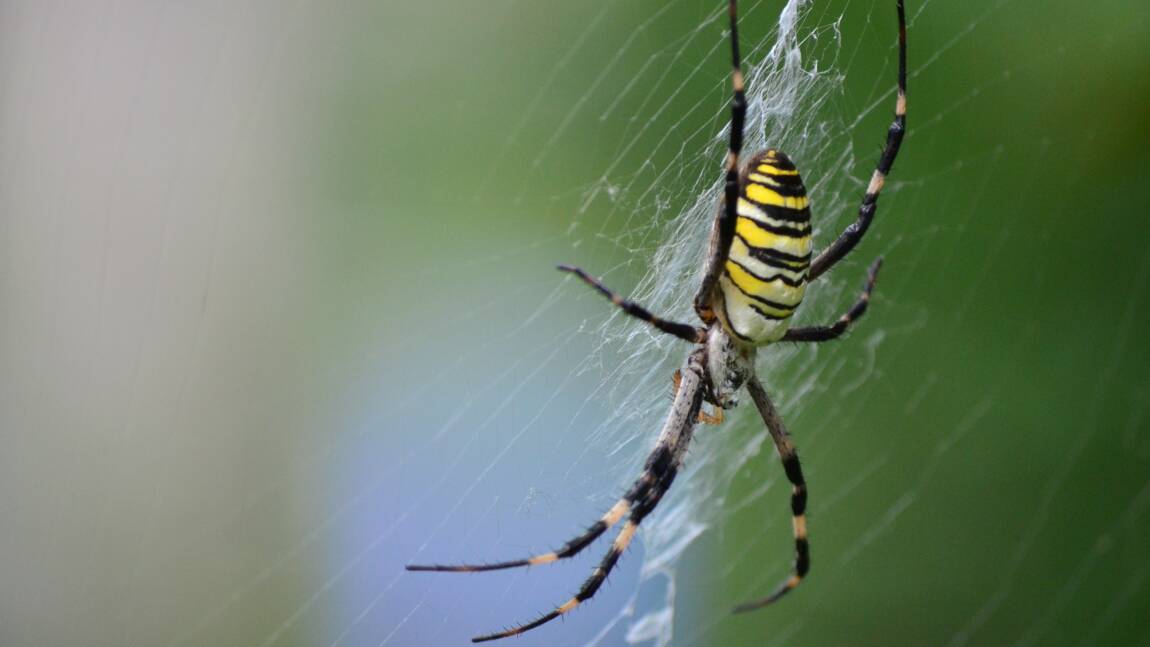 La probable invasion d'araignées volantes sur la côte est des États-Unis