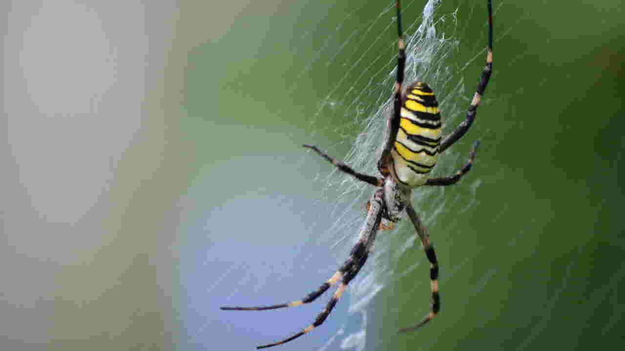 La Probable Invasion D Araignees Volantes Sur La Cote Est Des Etats Unis Geo Fr
