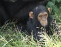 Guinée : sauvée du braconnage, une femelle chimpanzé donne naissance en milieu sauvage