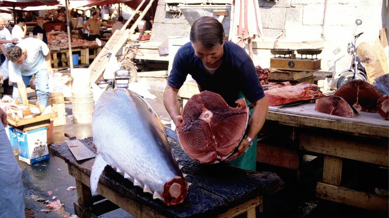Le thon rouge : le poisson qui valait des millions