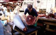 Bluefin tuna: the fish that was worth millions