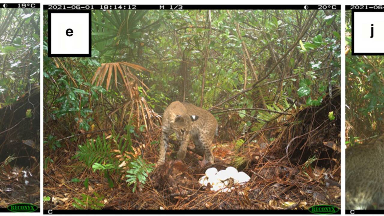 Un lynx photographié pour la première fois s'attaquant à des œufs de python en Floride 