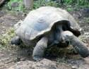 Galapagos : une nouvelle espèce de tortue détectée par ADN