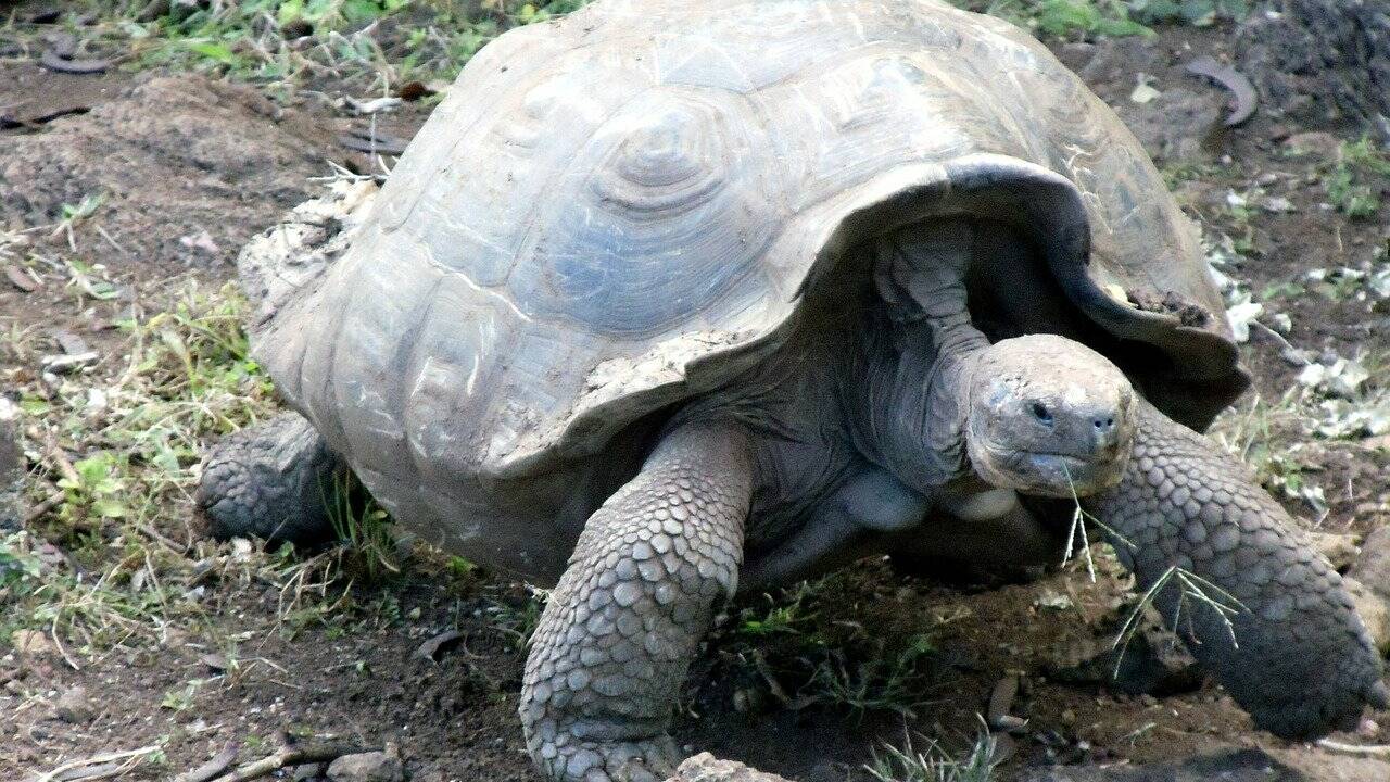 Galapagos : une nouvelle espèce de tortue détectée par ADN