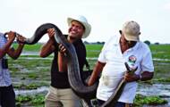 What are the largest snakes in the world?