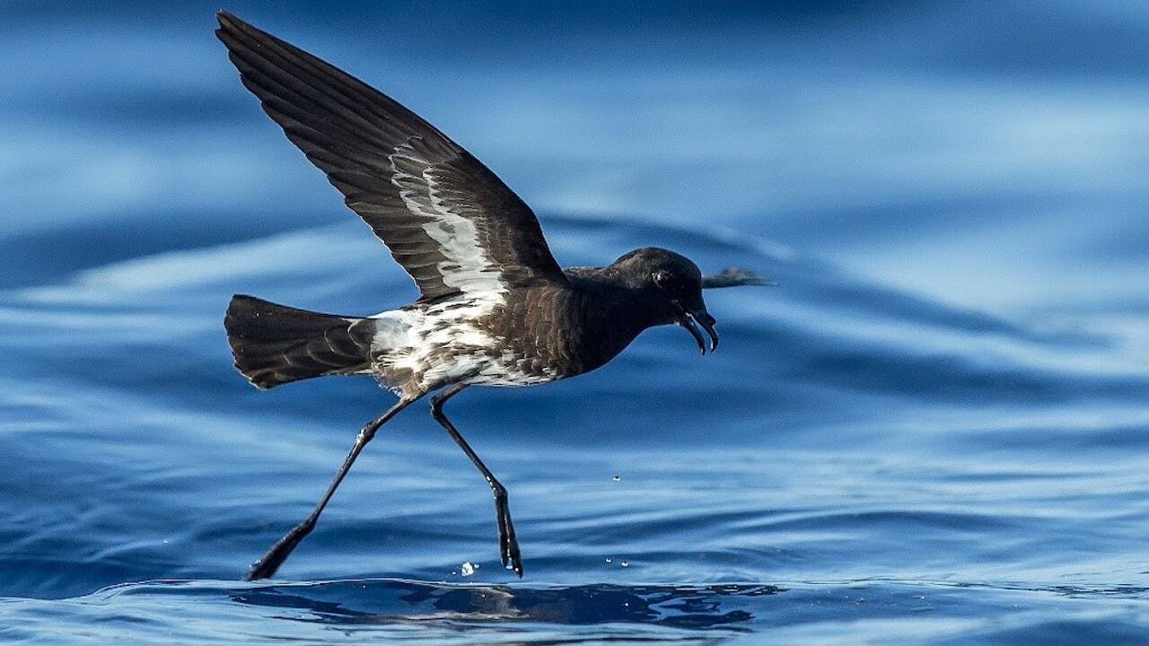 Nouvelle-Calédonie : découverte d'une nouvelle espèce d’oiseau, déjà menacée