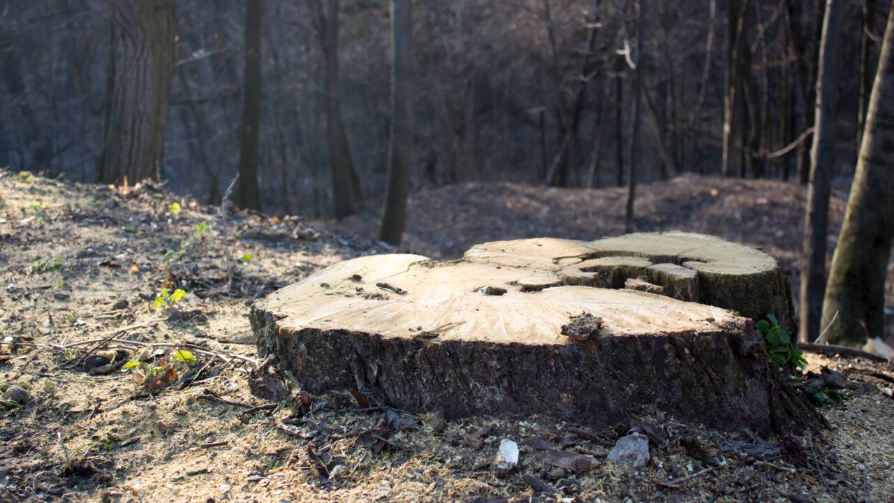 Un chêne de 25 mètres de haut a été volé sur un terrain privé en Moselle