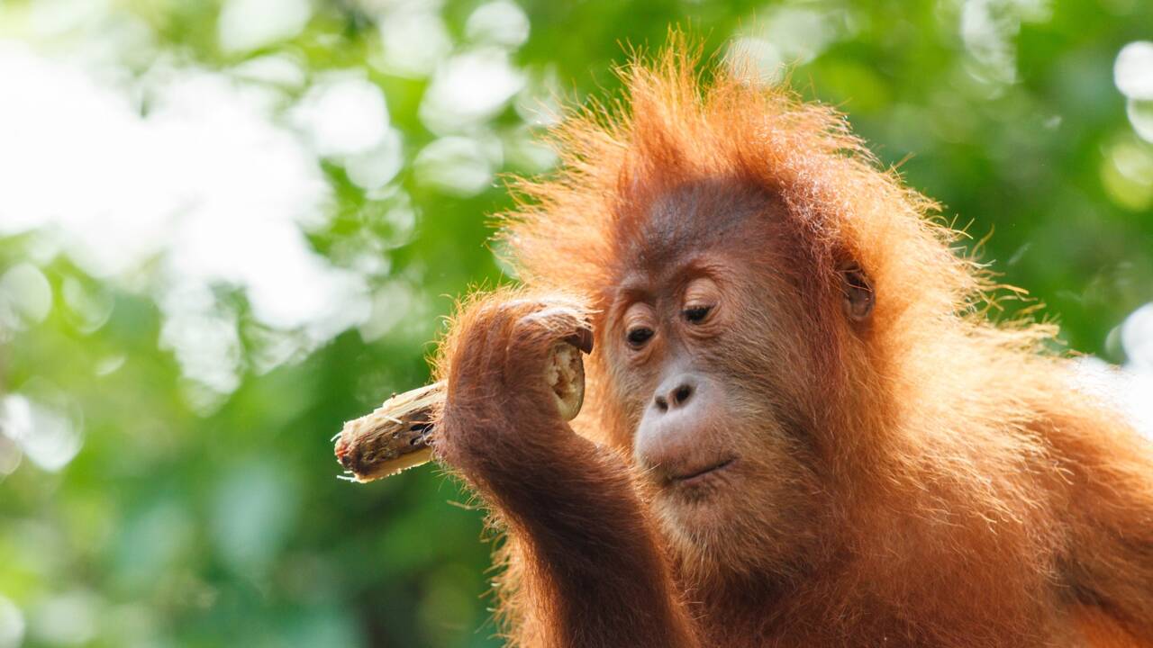 Bornéo : dans une vidéo adorable, des sauveteurs apprennent aux orangs-outans à se méfier des serpents