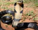 Le cobra royal ne formerait pas une mais quatre espèces distinctes, selon une étude