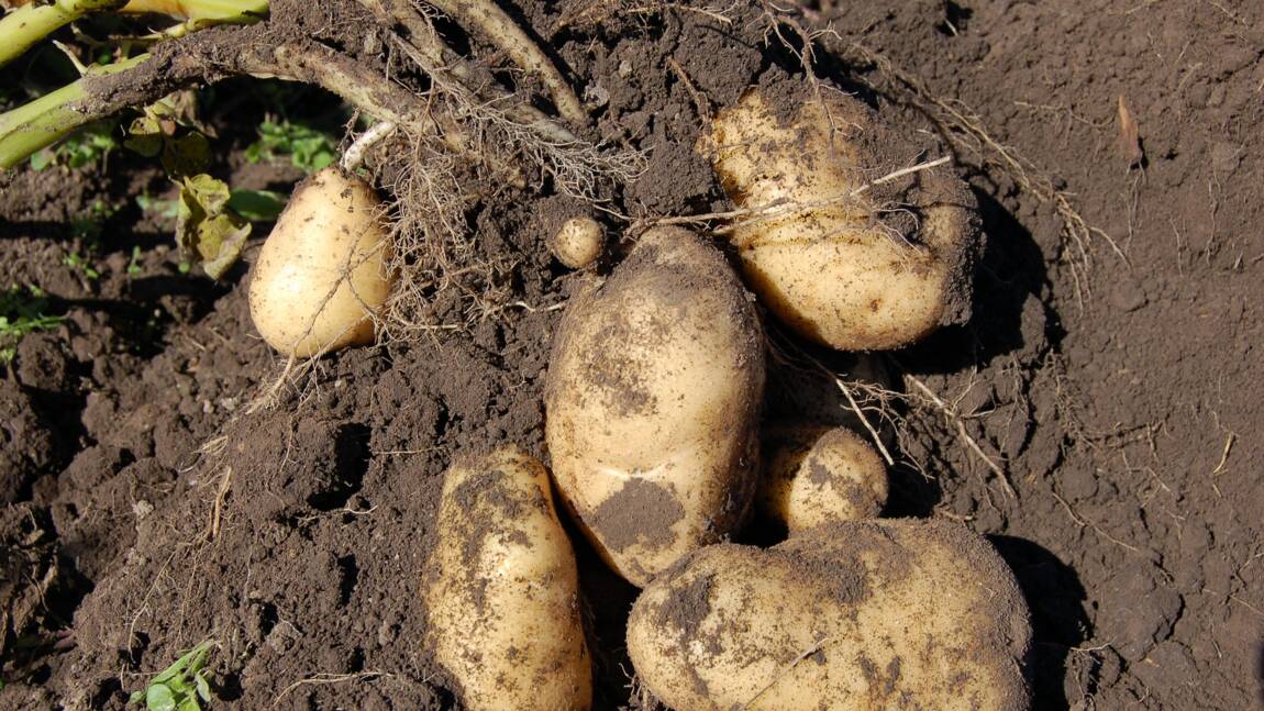 "La plus grosse patate du monde" ne serait finalement pas une pomme de terre selon son ADN