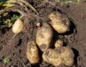 "La plus grosse patate du monde" ne serait finalement pas une pomme de terre selon son ADN