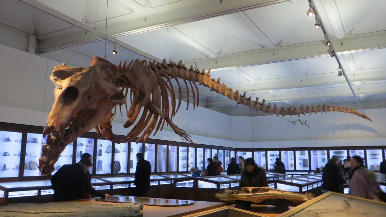 Pérou : découverte d’un crâne de baleine carnivore unique au monde