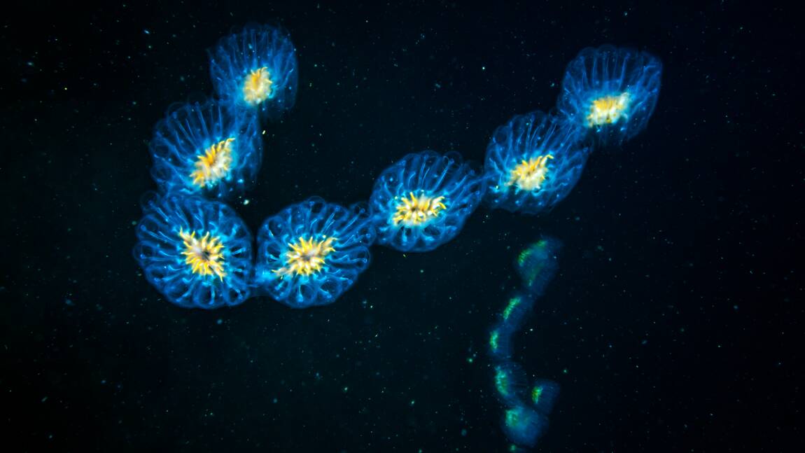 Le plancton: un organisme menacé et pourtant essentiel à notre survie 