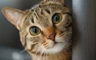 Ukraine's most famous cat managed to escape the war