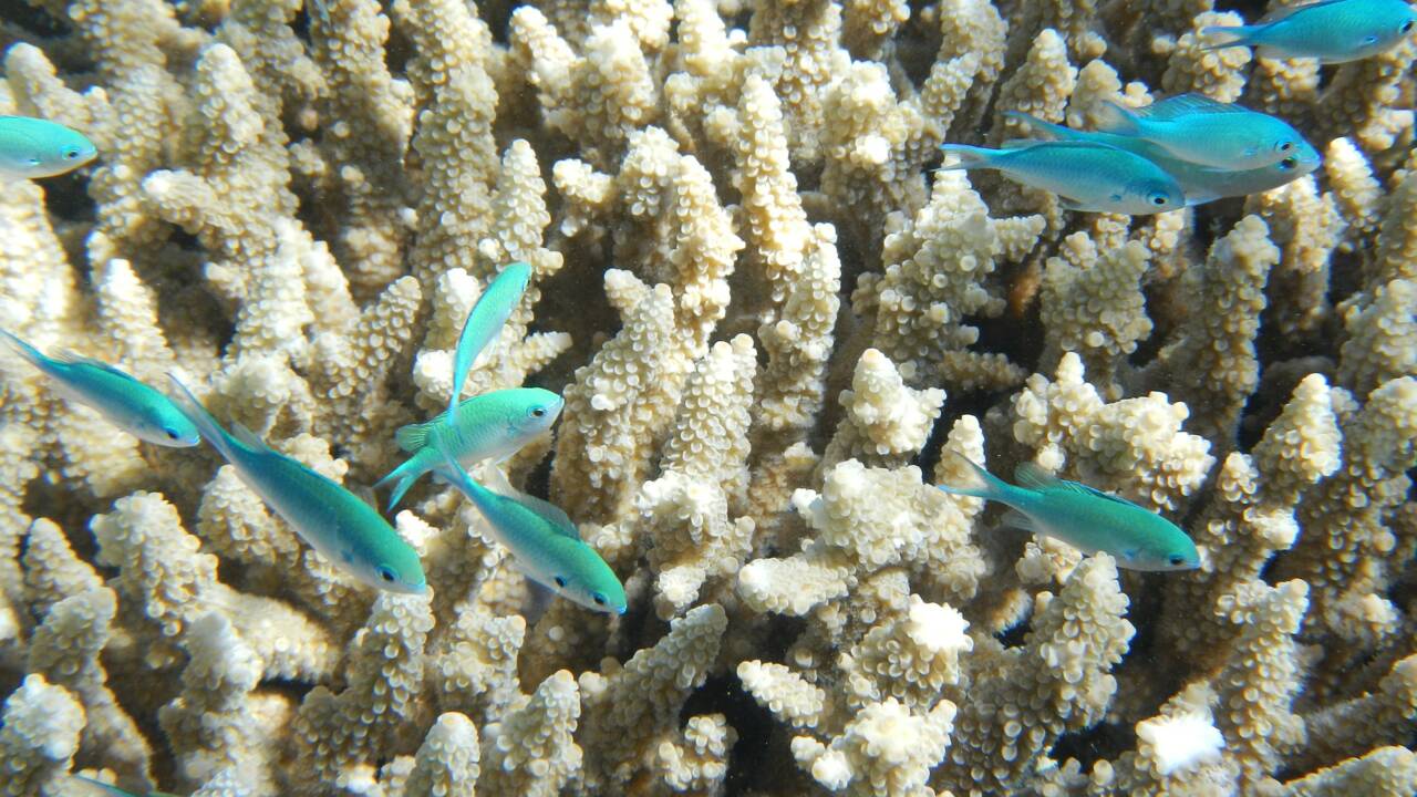 La Grande barrière de corail va-t-elle finalement être classée "en péril" par l'ONU ?