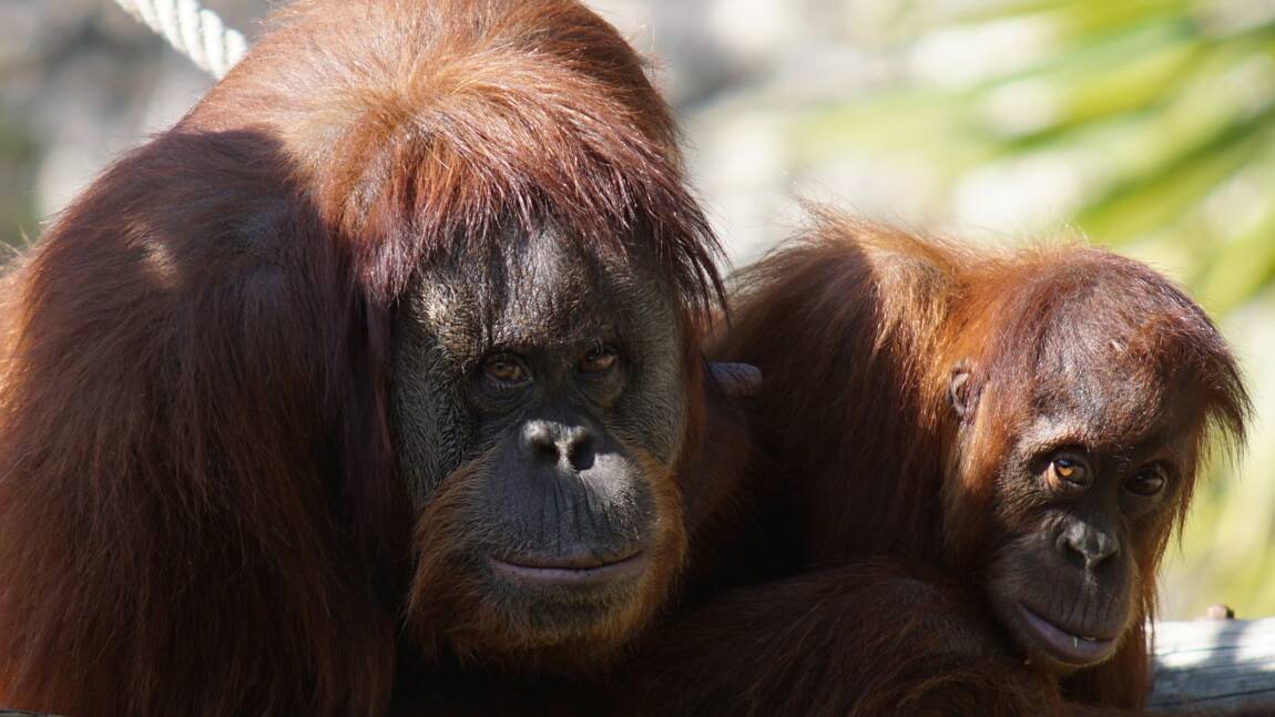 D'après une étude, les orangs-outans utilisent l'argot pour "montrer leur côté cool"
