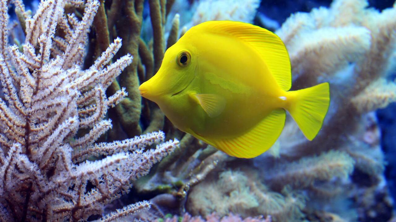 Australie : les poissons colorés disparaissent à cause du déclin de la Grande Barrière de Corail
