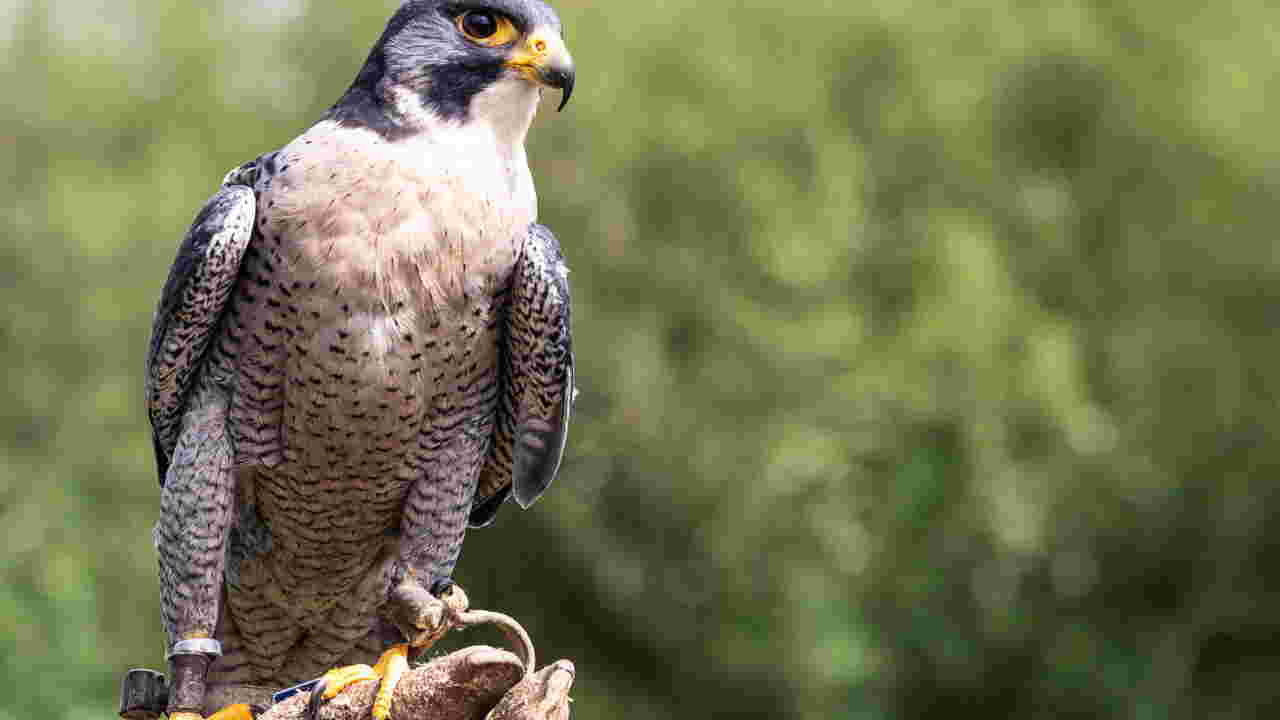 Les Parrains Corses Leur Histoire Leurs Réseaux Leurs Protections