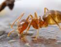 Un pathogène pourrait aider à lutter contre des fourmis folles qui ont envahi le sud des Etats-Unis
