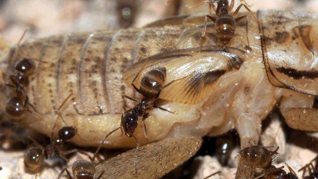 Un pathogène pourrait aider à lutter contre des fourmis folles qui ont envahi le sud des Etats-Unis