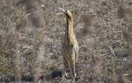 England's loudest bird recovers from near extinction