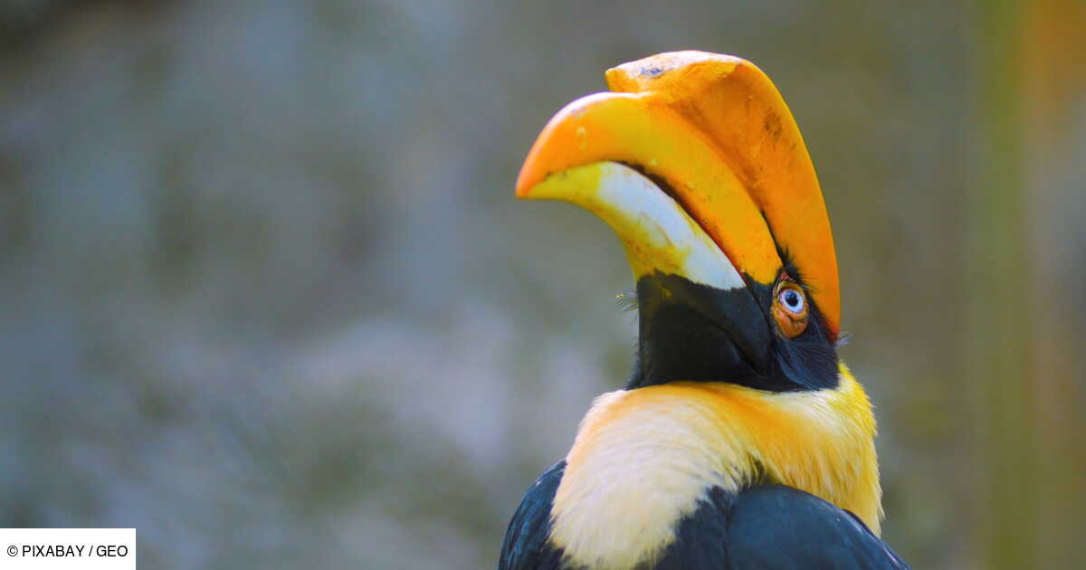 3d rencontre belgique