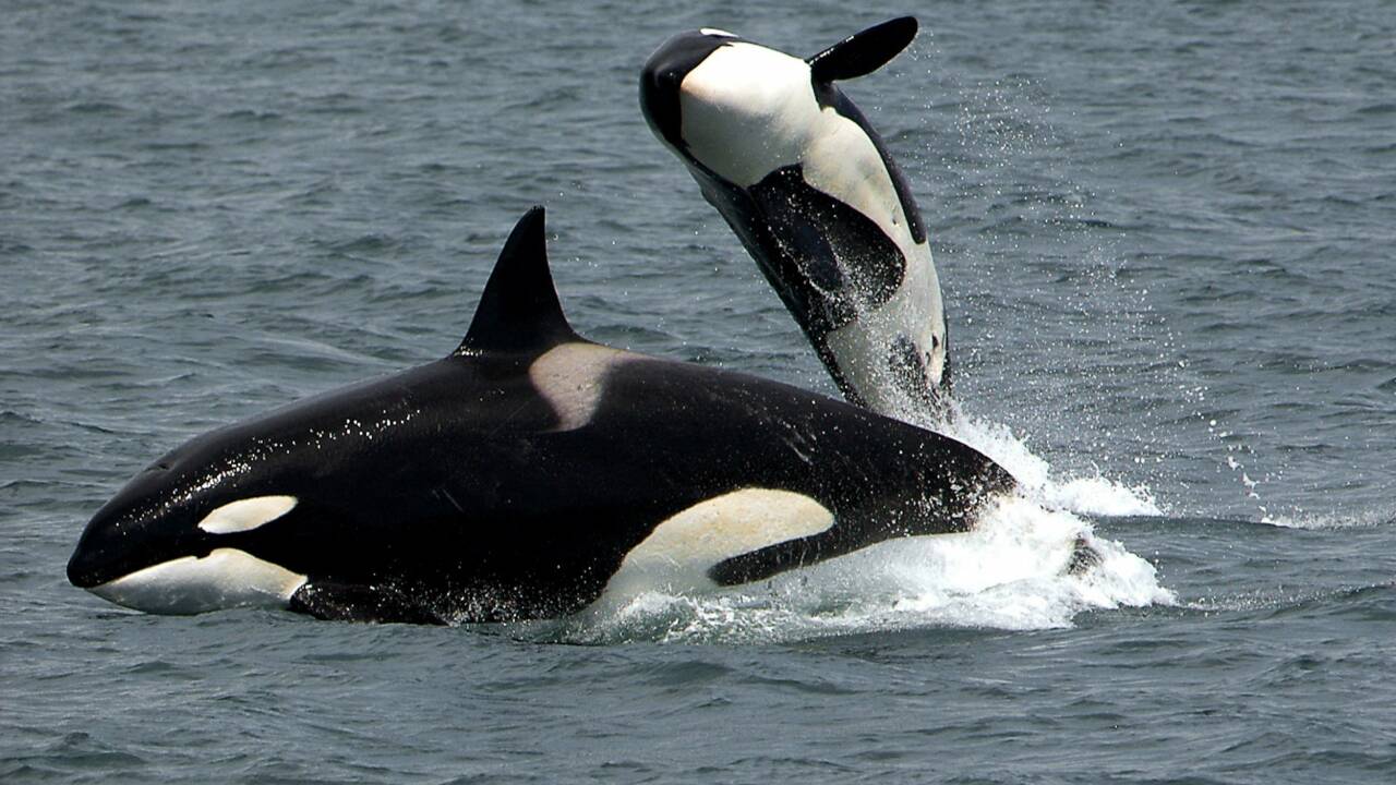 Un bébé orque sans nageoire dorsale en pleine santé découvert en Australie