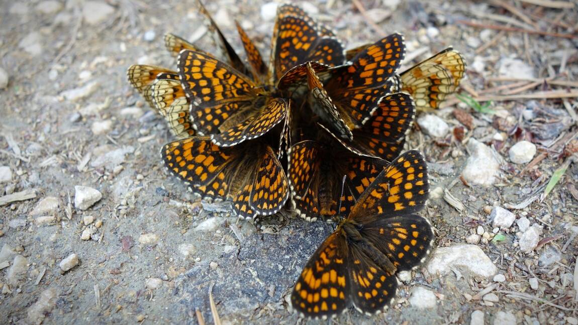 L'un des papillons les plus rares du Royaume-Uni sauvé de l'extinction grâce à la restauration de son habitat