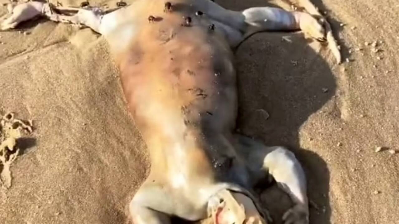 Australie : un homme fait la découverte d'un étrange animal échoué sur une plage