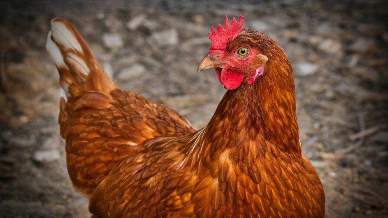 La photo d'une poule "en fuite" retrouvé devant un KFC devient virale