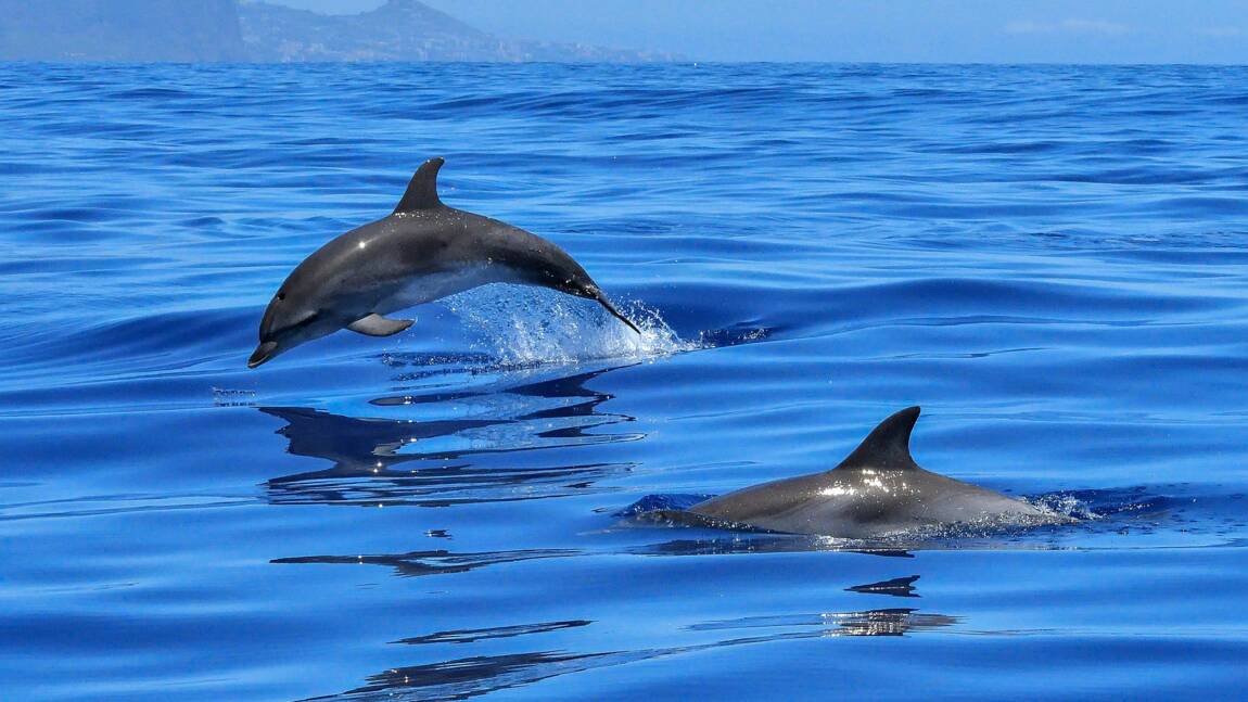 Un nouveau projet lancé pour mieux comprendre les captures accidentelles de dauphins