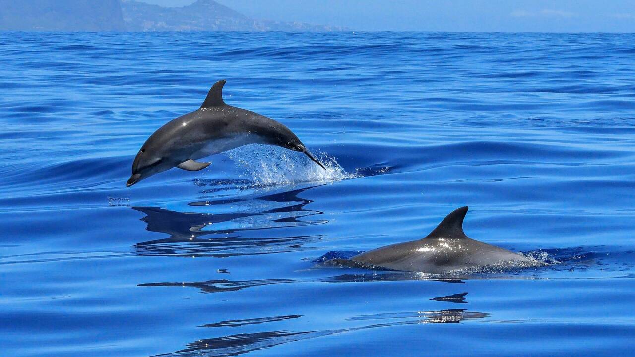 Un nouveau projet lancé pour mieux comprendre les captures accidentelles de dauphins