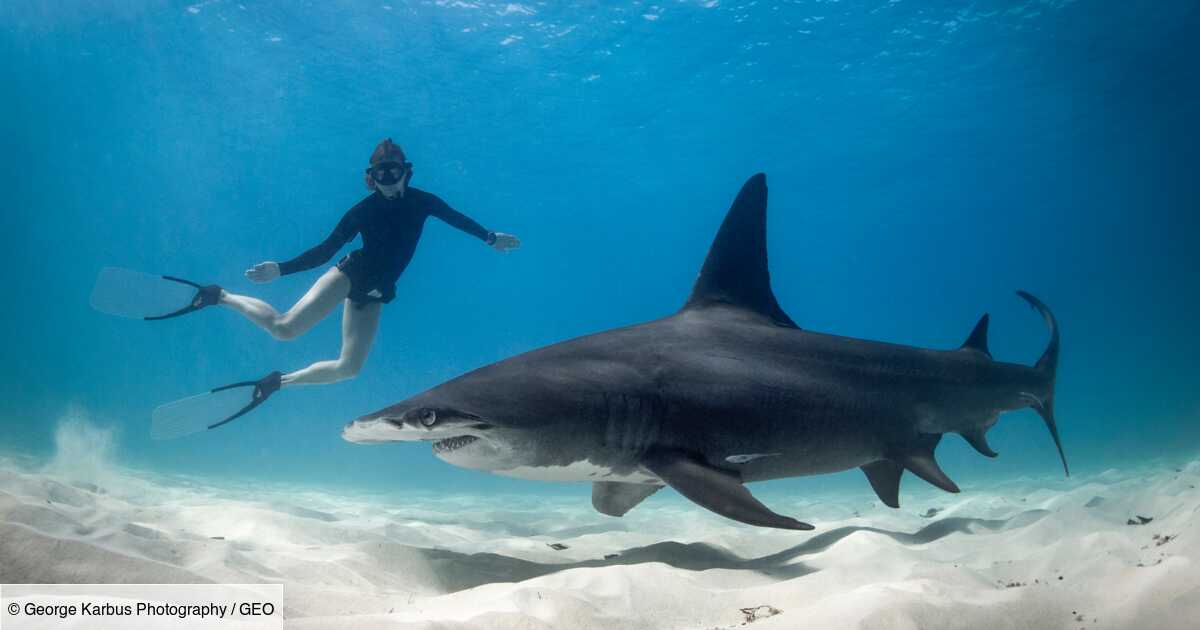 Plonger Avec Les Requins : Les Meilleurs Sites Au Monde - Geo.fr