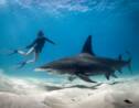 Plonger avec les requins : les meilleurs sites au monde
