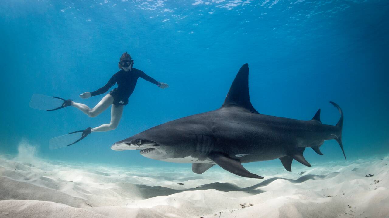 Plonger avec les requins : les meilleurs sites au monde