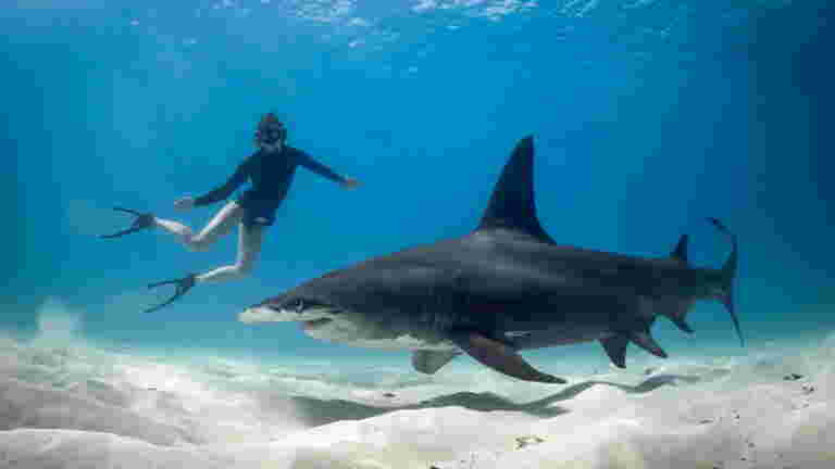 Le Requin-citron, Un Squale Idéal Pour La Plongée - Geo.fr