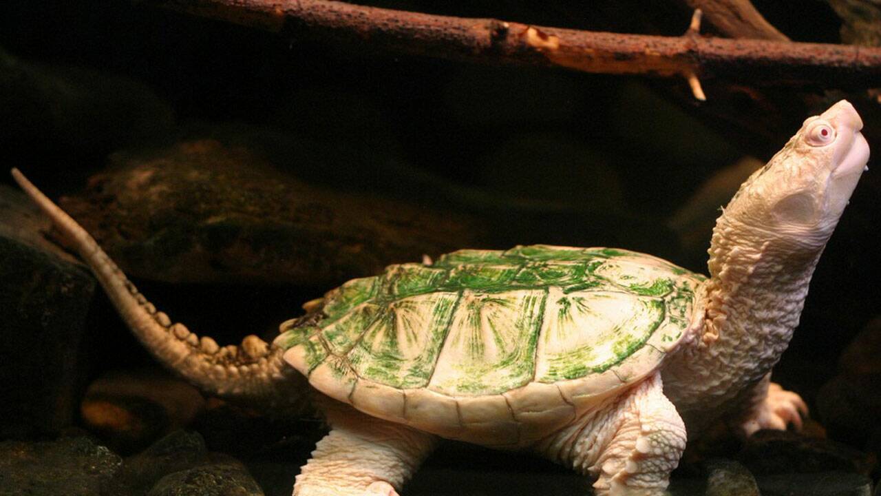 Une très rare tortue albinos observée en Inde