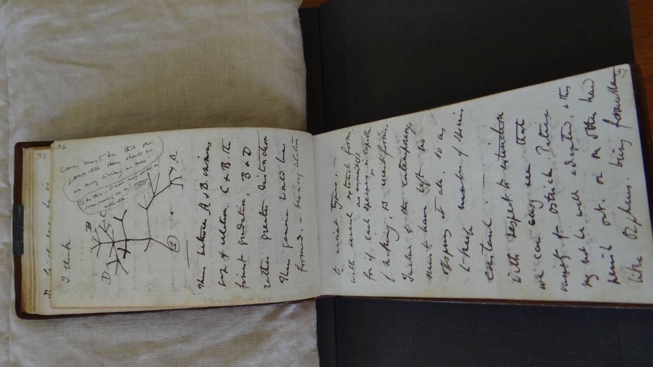 Des carnets de Charles Darwin mystérieusement rendus à Cambridge après 20 ans de disparition