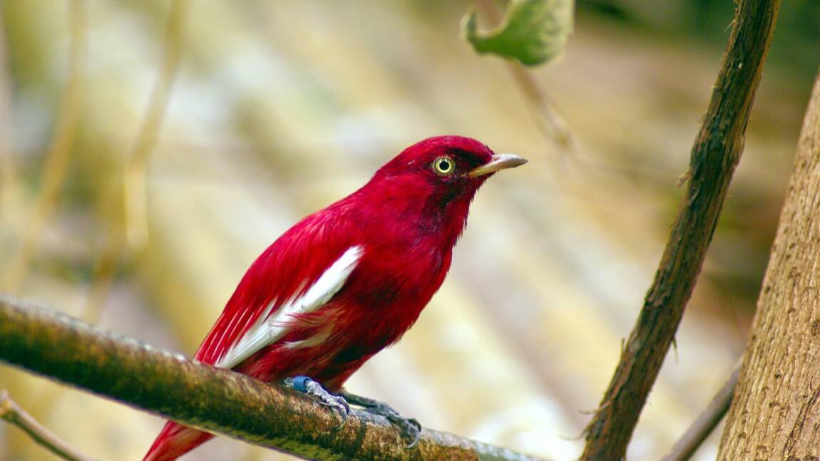 Les oiseaux des tropiques sont plus colorés que ceux des pays tempérés, selon une étude