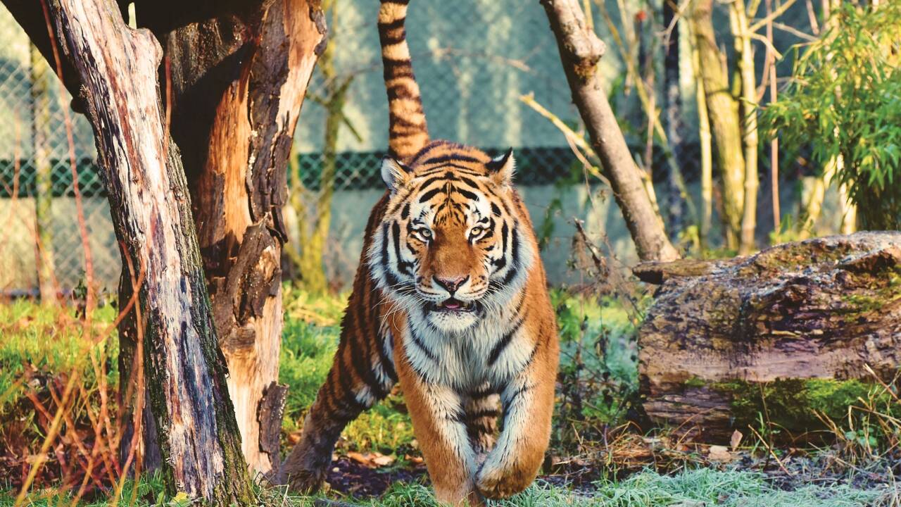 Ukraine : Le zoo de Kharkiv se prépare à abattre ses animaux dangereux à cause des bombardements