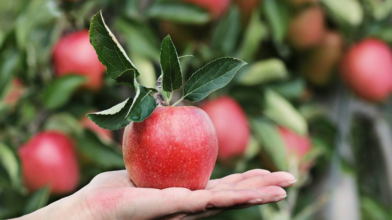 Cuir vegan : pomme, ananas, champignon, des alternatives responsables sont possibles