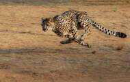 Fastest animal: in each environment its master
