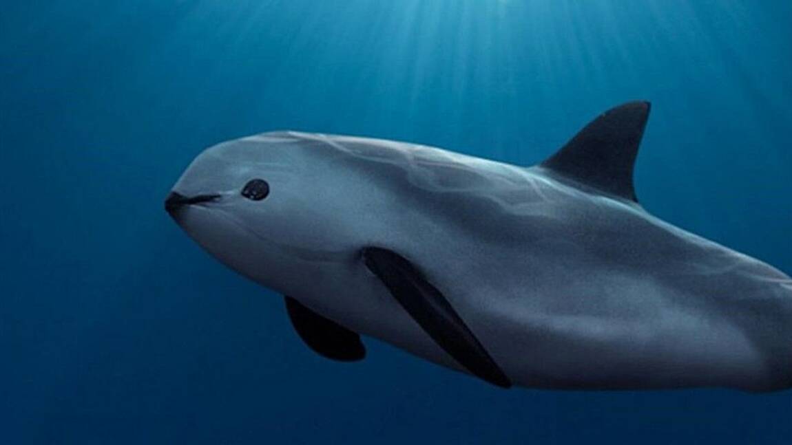 Mexique : "Opération miracle" pour sauver le vaquita de l'extinction