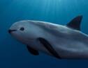 Mexique : "Opération miracle" pour sauver le vaquita de l'extinction