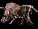 Big John, l'un des plus grands tricératops connus, pourrait bien s'être battu avec un autre dinosaure