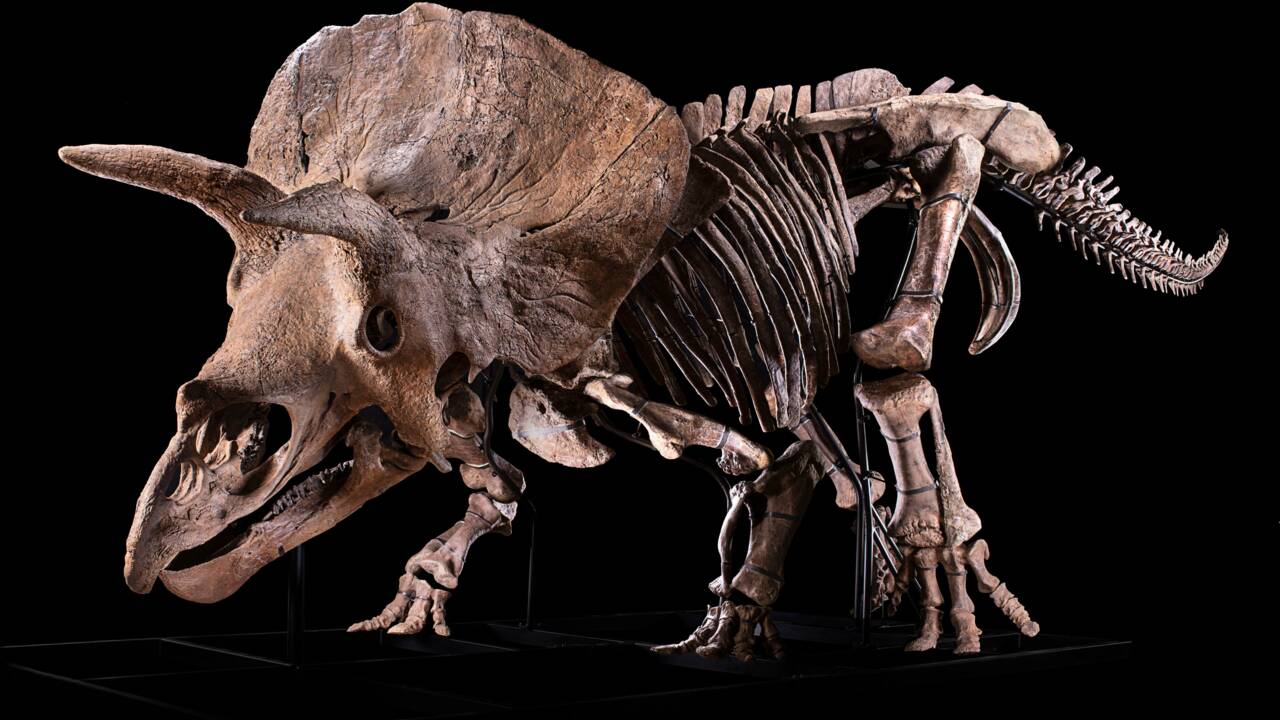 Big John, l'un des plus grands tricératops connus, pourrait bien s'être battu avec un autre dinosaure